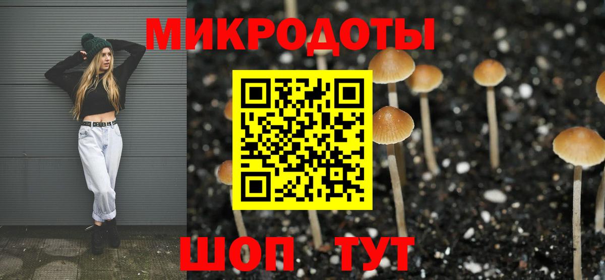 Псилоцибиновые грибы Psilocybine cubensis Всеволожск